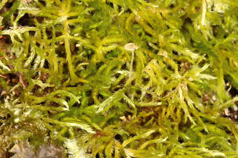 Brachythecium albicans